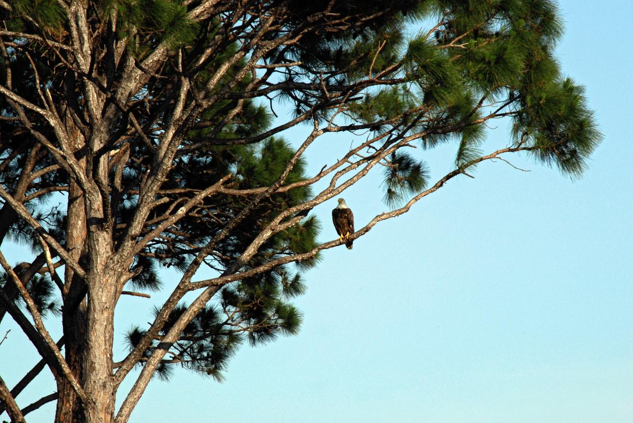 CAPE CANAVERAL, Fla. --  Near NASA Kennedy Space Center's Shuttle Landing Facility, this bald eagle is spotted sitting in a tall pine tree. There are a dozen eagle nests within Kennedy and in the surrounding Merritt Island National Wildlife Refuge. Bald eagles use a specific territory for nesting (they mate for life), winter feeding or a year-round residence. Its natural domain is from Alaska to Baja, California, and from Maine to Florida. The Merritt Island refuge also includes several wading bird rookeries, many osprey nests, up to 400 manatees during the spring, and approximately 2,500 Florida scrub jays.  It also is a major wintering area for migratory birds. More than 500 species of wildlife inhabit the refuge, with 15 considered federally threatened or endangered.  Photo credit: NASA/Kim Shiflett