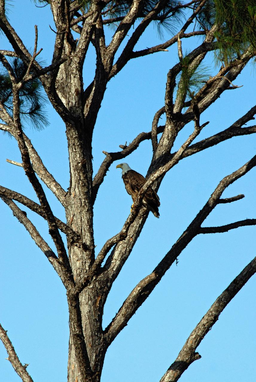 CAPE CANAVERAL, Fla. --  Near NASA Kennedy Space Center's Shuttle Landing Facility, this bald eagle is spotted sitting in a tall pine tree.  There are a dozen eagle nests within Kennedy and in the surrounding Merritt Island National Wildlife Refuge. Bald eagles use a specific territory for nesting (they mate for life), winter feeding or a year-round residence. Its natural domain is from Alaska to Baja, California, and from Maine to Florida. The Merritt Island refuge also includes several wading bird rookeries, many osprey nests, up to 400 manatees during the spring, and approximately 2,500 Florida scrub jays.  It also is a major wintering area for migratory birds. More than 500 species of wildlife inhabit the refuge, with 15 considered federally threatened or endangered.  Photo credit: NASA/Kim Shiflett