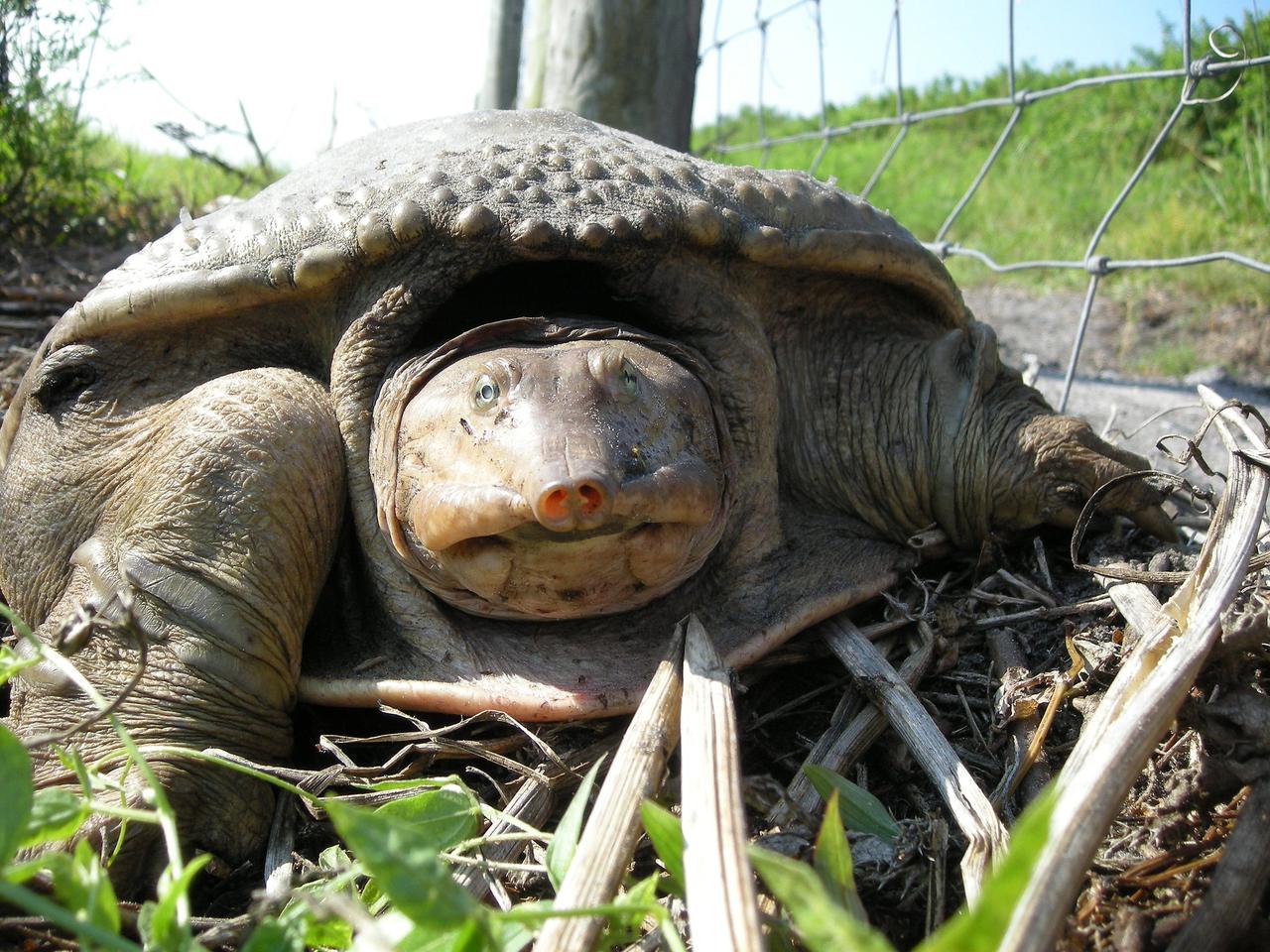 CAPE CANAVERAL, Fla.  –  This Florida softshell turtle is caught out of the water near the Shuttle Landing Facility at NASA's Kennedy Space Center. A totally aquatic freshwater turtle, it prefers lakes and slow-moving rivers. The species main food is crayfish, fish, frogs, tadpoles and some vegetation.  It ranges throughout all of Florida.  Kennedy shares a boundary with the Merritt Island Wildlife Nature Refuge, which is a habitat for more than 310 species of birds, 25 mammals, 117 fishes and 65 amphibians and reptiles.   Photo credit: NASA/Kenny Allen