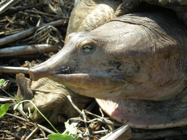 NASA image: KSC-08pd1625