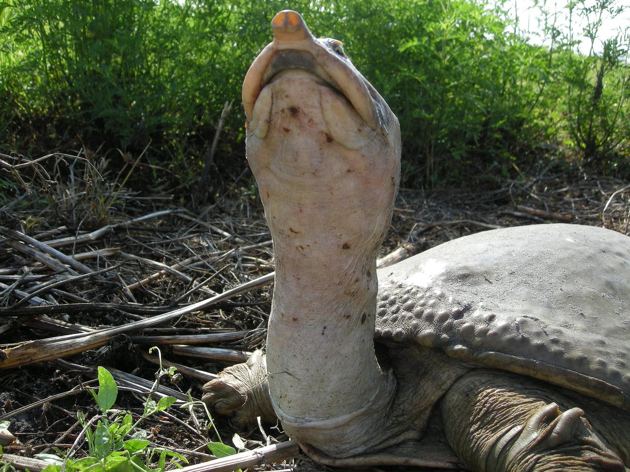 CAPE CANAVERAL, Fla.  –    This Florida softshell turtle stretches its long neck and points its snorkel-like snout. A totally aquatic freshwater turtle, it prefers lakes and slow-moving rivers. It was spotted near the Shuttle Landing Facility at NASA's Kennedy Space Center. The species main food is crayfish, fish, frogs, tadpoles and some vegetation.  It ranges throughout all of Florida.  Kennedy shares a boundary with the Merritt Island Wildlife Nature Refuge, which is a habitat for more than 310 species of birds, 25 mammals, 117 fishes and 65 amphibians and reptiles.   Photo credit: NASA/Kenny Allen