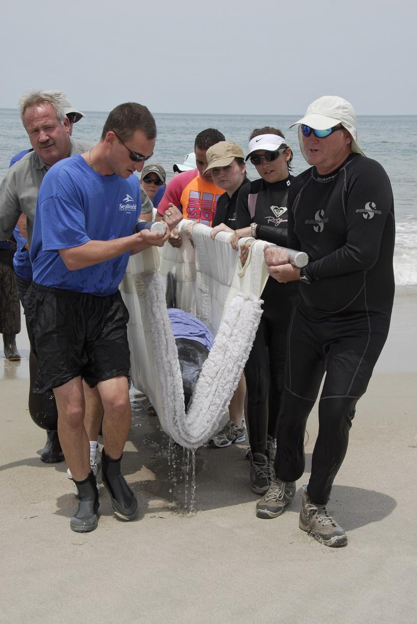 CAPE CANAVERAL, Fla. –   Workers from NASA's Kennedy Space Center, a veterinarian and representatives from the Hubbs/Sea World Research Institute support a stranded Melon-Headed Whale on a sling as they carry it out of the Atlantic Ocean.  The whale was found beached south of Launch Pad 39A near Cape Canaveral Air Force Station.  After assessment by veterinarians at Sea World, the whale will be transported to a whale rescue center in the Panhandle for rehabilitation and release. The Melon-Headed Whale lives well off-shore in all the world's tropical and sub-tropical oceans. At the northern fringes of its range, it may also be found in the warm currents of temperate waters, such as Florida.  It is closely related to the Pygmy Killer Whale and the Pilot Whales. Its primary diet is squid.   Photo credit: NASA/Kim Shiflett