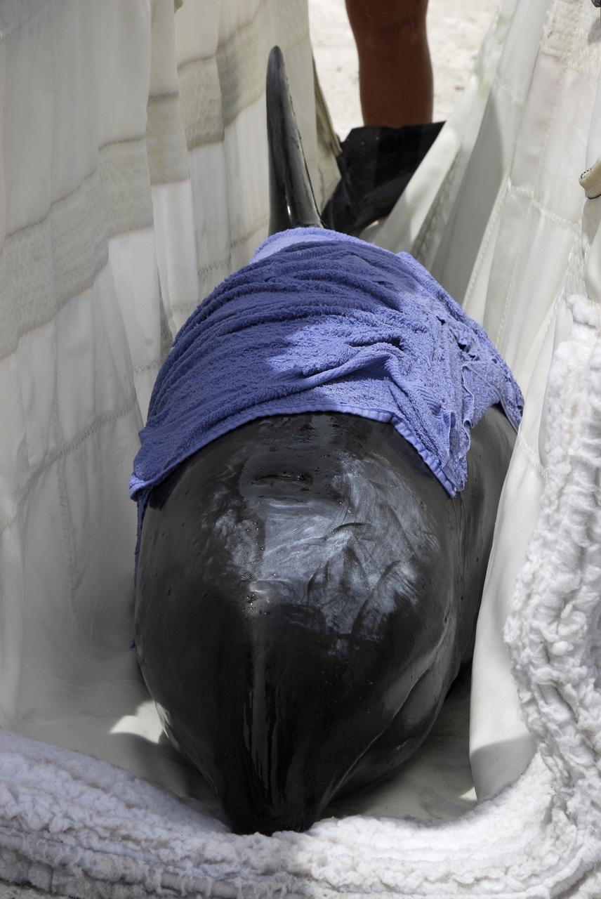 CAPE CANAVERAL, Fla. – This close-up shows the stranded Melon-Headed Whale being carried on a sling to a waiting truck. The whale was found beached south of Launch Pad 39A at NASA's Kennedy Space Center near Cape Canaveral Air Force Station. Workers from Kennedy, a veterinarian and representatives from the Hubbs/Sea World Research Institute share in the rescue. After assessment by veterinarians at Sea World, the whale will be transported to a whale rescue center in the Panhandle for rehabilitation and release. The Melon-Headed Whale lives well off-shore in all the world's tropical and sub-tropical oceans. At the northern fringes of its range, it may also be found in the warm currents of temperate waters, such as Florida. It is closely related to the Pygmy Killer Whale and the Pilot Whales. Its primary diet is squid. Photo credit: NASA/Kim Shiflett