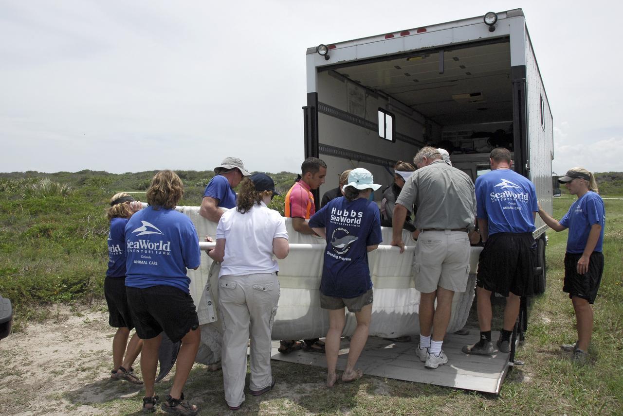 CAPE CANAVERAL, Fla. – Workers from NASA's Kennedy Space Center, a veterinarian and representatives from the Hubbs/Sea World Research Institute approach the truck that will take a stranded Melon-Headed Whale to Sea World for evaluation. The whale was found beached south of Launch Pad 39A near Cape Canaveral Air Force Station. After assessment by veterinarians at Sea World, the whale will be transported to a whale rescue center in the Panhandle for rehabilitation and release. The Melon-Headed Whale lives well off-shore in all the world's tropical and sub-tropical oceans. At the northern fringes of its range, it may also be found in the warm currents of temperate waters, such as Florida. It is closely related to the Pygmy Killer Whale and the Pilot Whales. Its primary diet is squid. Photo credit: NASA/Kim Shiflett