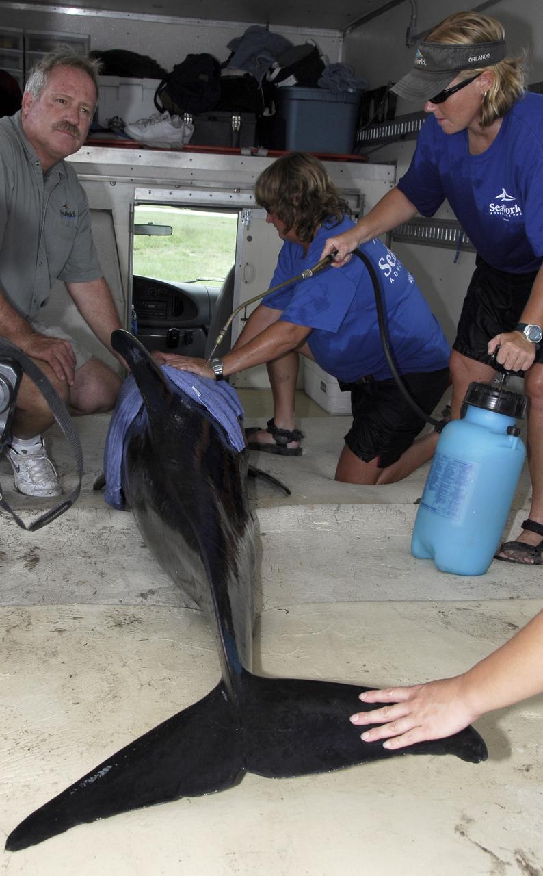 CAPE CANAVERAL, Fla. –  Inside a truck, a veterinarian, left, and Sea World representatives cool the skin of a Melon-Headed Whale found stranded south of Launch Pad 39A at NASA's Kennedy Space Center near Cape Canaveral Air Force Station.  The whale will be taken to Sea World for evaluation.  After assessment by veterinarians at Sea World, the whale will be transported to a whale rescue center in the Panhandle for rehabilitation and release. The Melon-Headed Whale lives well off-shore in all the world's tropical and sub-tropical oceans. At the northern fringes of its range, it may also be found in the warm currents of temperate waters, such as Florida.  It is closely related to the Pygmy Killer Whale and the Pilot Whales. Its primary diet is squid.   Photo credit: NASA/Kim Shiflett