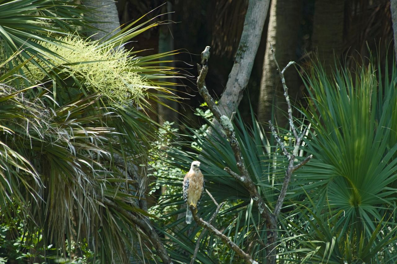 CAPE CANAVERAL, Fla. – In the brush near the NASA News Center at Kennedy Space Center a mockingbird protects its territory from a young hawk perched on a branch below. The birds are two of more than 330 native and migratory bird species, 25 mammals, 117 fishes and 65 amphibians and reptiles that call Kennedy and the Merritt Island National Wildlife Refuge home. Photo credit: NASA/Chris Chamberland