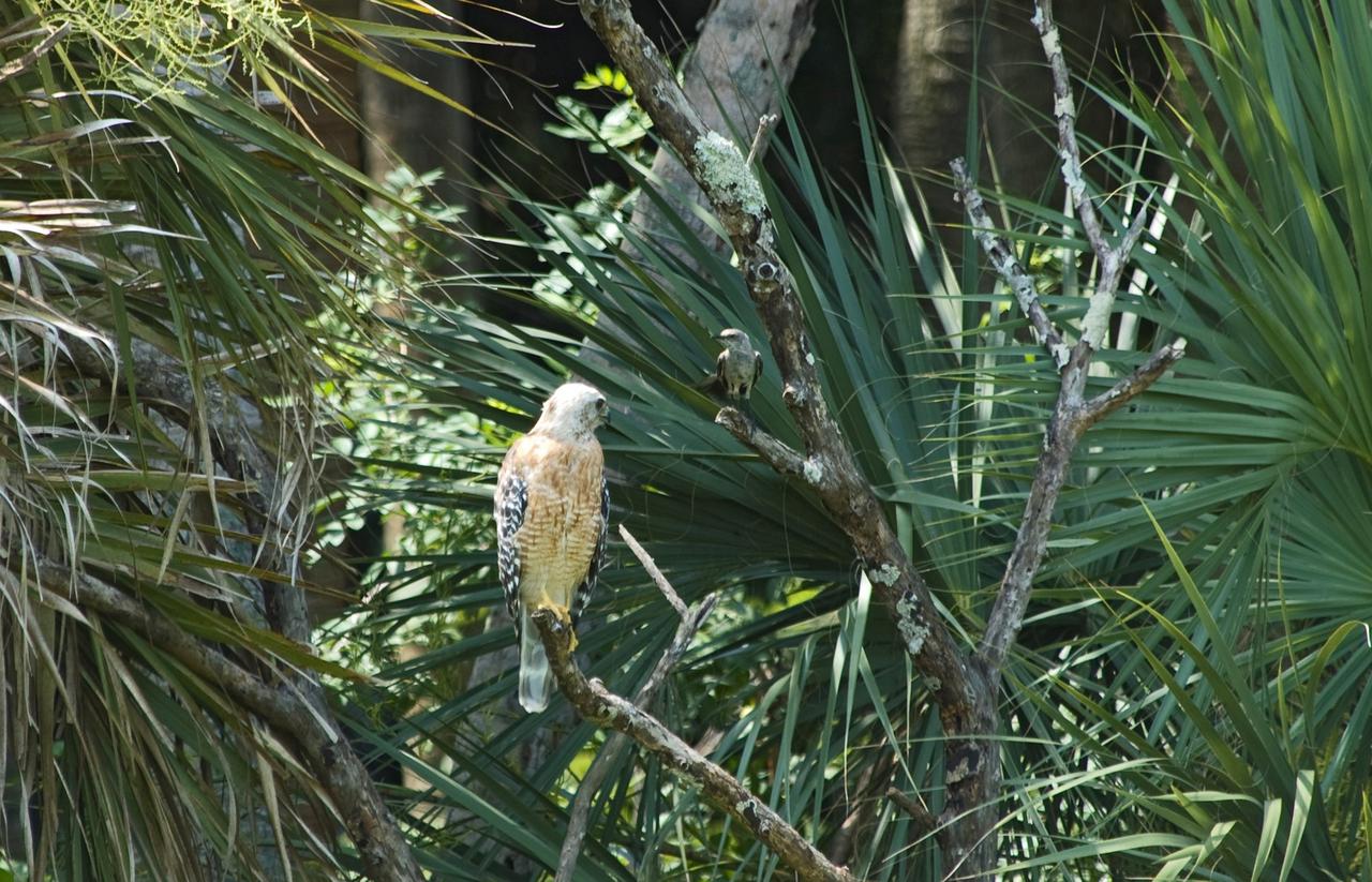 CAPE CANAVERAL, Fla. – In the brush near the NASA News Center at Kennedy Space Center a young hawk perches in a branch while a mockingbird sits above, protecting its territory. The birds are two of more than 330 native and migratory bird species, 25 mammals, 117 fishes and 65 amphibians and reptiles that call Kennedy and the Merritt Island National Wildlife Refuge home. Photo credit: NASA/Chris Chamberland