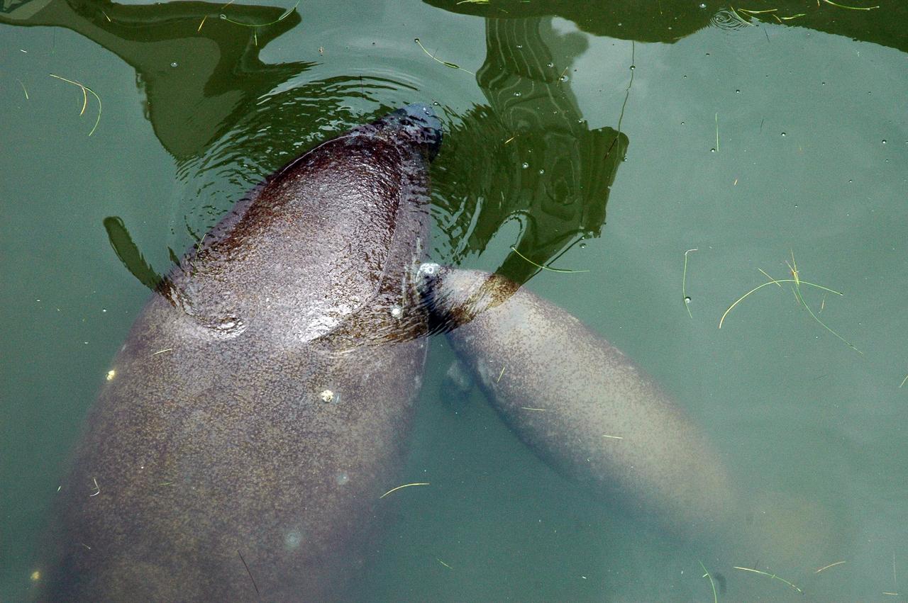 CAPE CANAVERAL, Fla. – Two manatees frolic in the Banana Creek at Cape Canaveral Air Force Station, adjacent to NASA’s Kennedy Space Center. Manatees live in Florida’s warm-water rivers and inland springs. The Florida manatee feeds on more than 60 varieties of grasses and plants. Kennedy shares a boundary with the Merritt Island National Wildlife Refuge, which encompasses 92,000 acres that are a habitat for more than 330 species of birds, 25 mammals, 117 fishes and 65 amphibians and reptiles. Photo credit: NASA/Ben Smegelsky