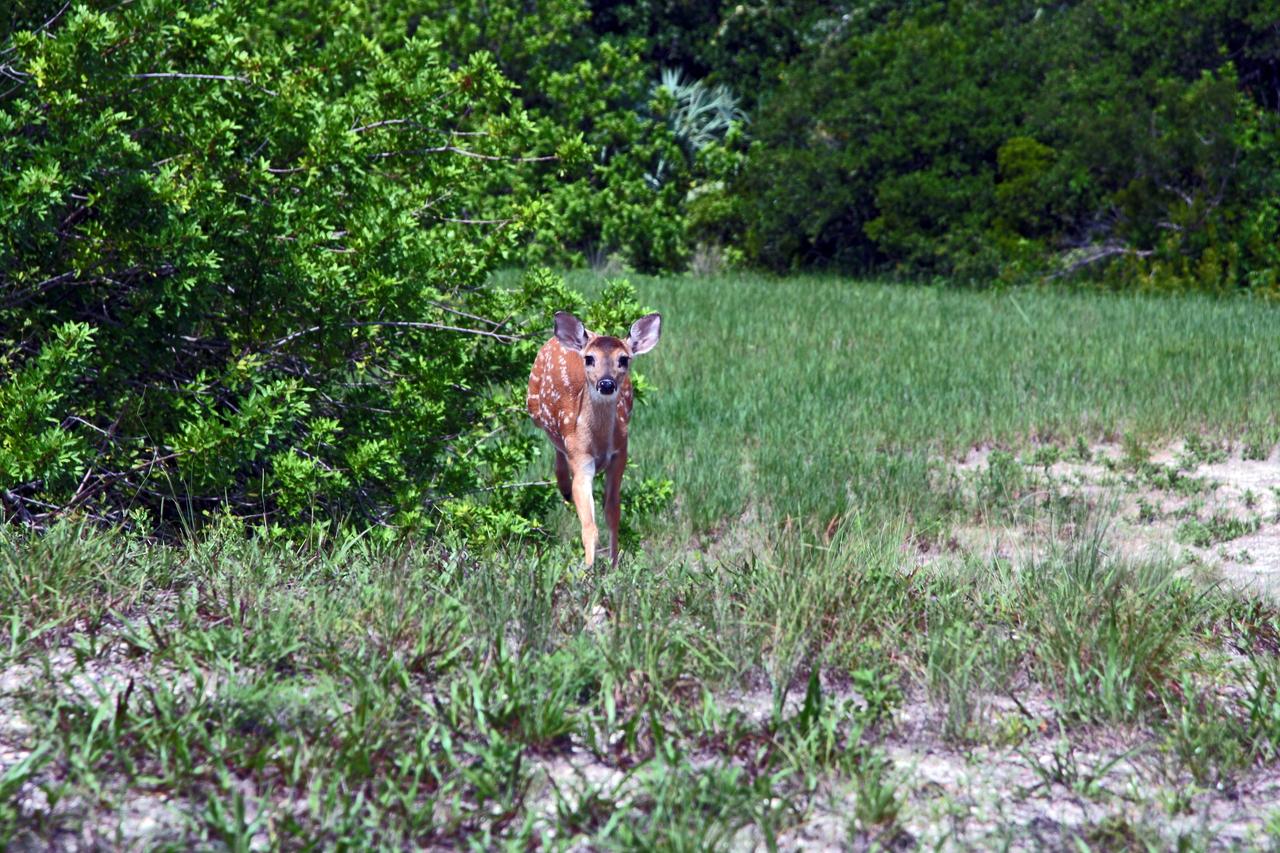 CAPE CANAVERAL, Fla. – A young white-tailed deer is spotted in the brush near Launch Complex 14 at Cape Canaveral Air Force Station, Fla., adjacent to NASA's Kennedy Space Center. White-tailed deer are found in forest edge habitats statewide. They feed primarily on twigs and leaves. Their diet also includes acorns, fruits and mushrooms. Kennedy shares a boundary with the Merritt Island National Wildlife Refuge, which encompasses 92,000 acres that are a habitat for more than 330 species of birds, 25 mammals, 117 fishes and 65 amphibians and reptiles. Photo credit: NASA/Dimitri Gerondidakis