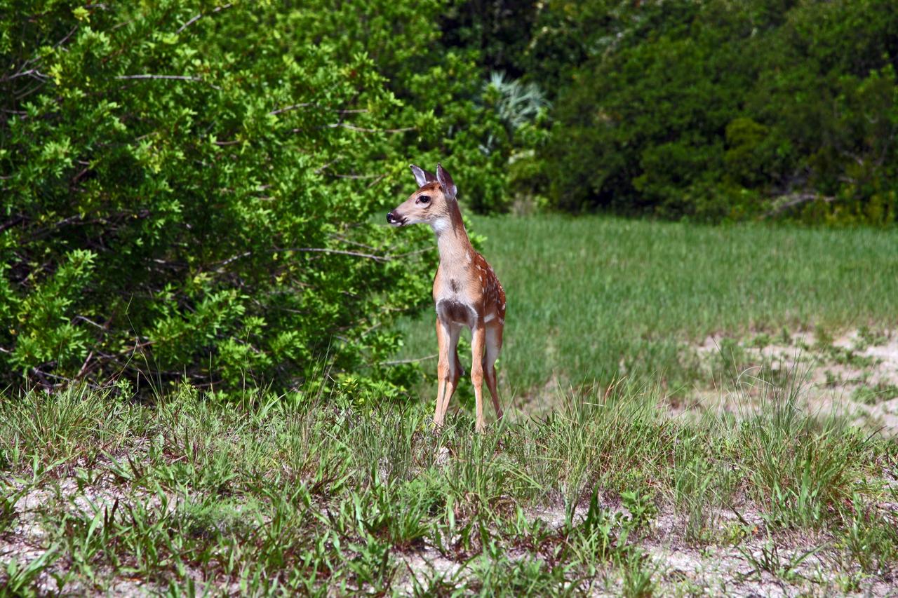 CAPE CANAVERAL, Fla. –  A young white-tailed deer is spotted in the brush near Launch Complex 14 at Cape Canaveral Air Force Station, Fla., adjacent to NASA's Kennedy Space Center. White-tailed deer are found in forest edge habitats statewide. They feed primarily on twigs and leaves. Their diet also includes acorns, fruits and mushrooms. Kennedy shares a boundary with the Merritt Island National Wildlife Refuge, which encompasses 92,000 acres that are a habitat for more than 330 species of birds, 25 mammals, 117 fishes and 65 amphibians and reptiles. Photo credit: NASA/Dimitri Gerondidakis