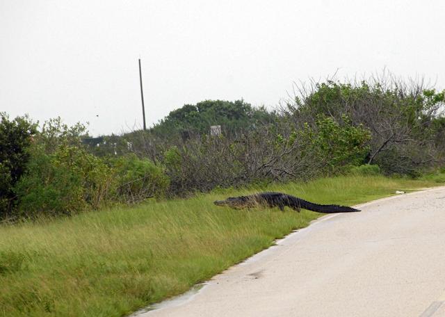 NASA image: KSC-08pd2428