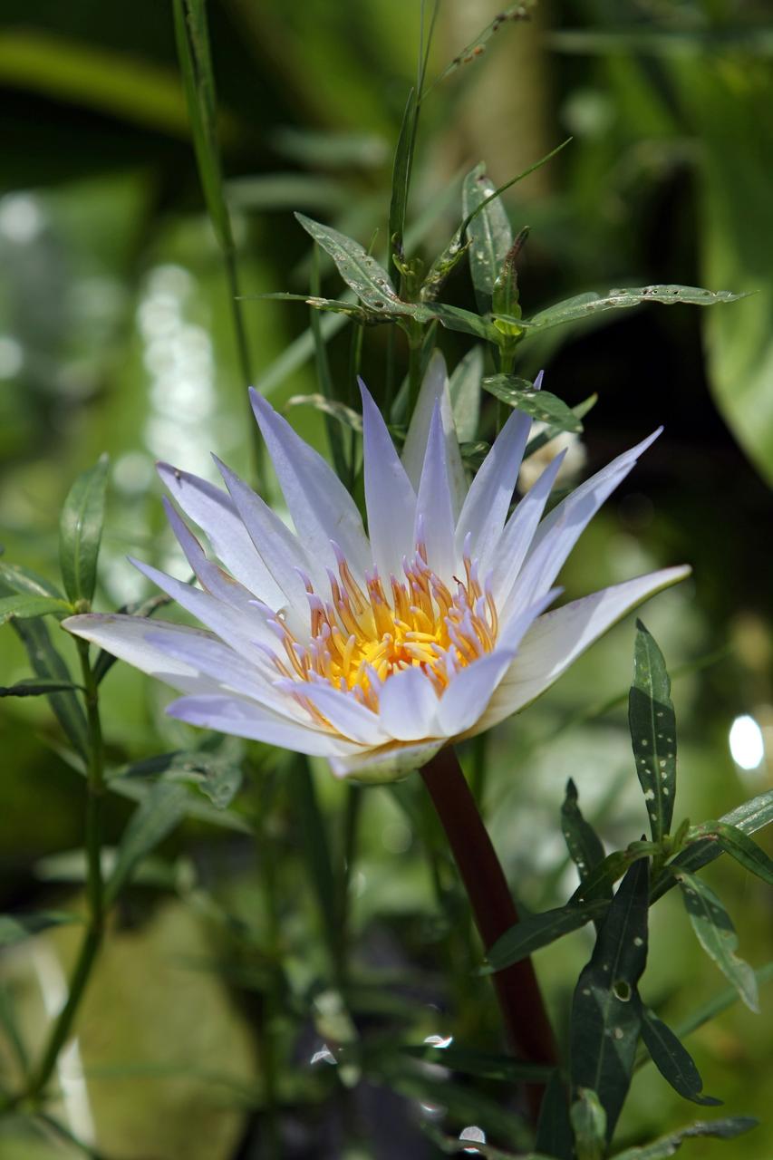CAPE CANAVERAL, Fla. -    A water lily stretches above the water in a canal on NASA's Kennedy Space Center in Florida.  The center shares a boundary with the Merritt Island Wildlife Nature Refuge, consisting of 140,000 acres. The Refuge provides a wide variety of habitats: coastal dunes, saltwater estuaries and marshes, freshwater impoundments, scrub, pine flatwoods, and hardwood hammocks that provide habitat for more than 1,500 species of plants and animals. Photo credit: NASA/Dimitri Gerondidakis