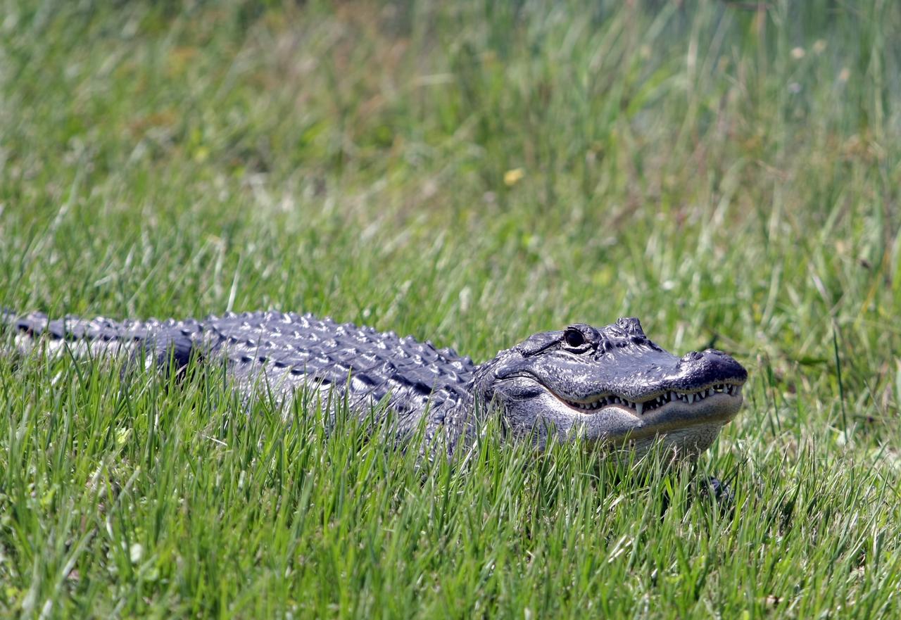 CAPE CANAVERAL, Fla. -  On NASA's Kennedy Space Center in Florida, an alligator from a nearby drainage canal stares at the photographer. A protected species, alligators can be spotted in the drainage canals and other waters surrounding KSC.  The center shares a boundary with the Merritt Island Wildlife Nature Refuge, which is a habitat for more than 310 species of birds, 25 mammals, 117 fishes and 65 amphibians and reptiles. Photo credit: NASA/Dimitri Gerondidakis