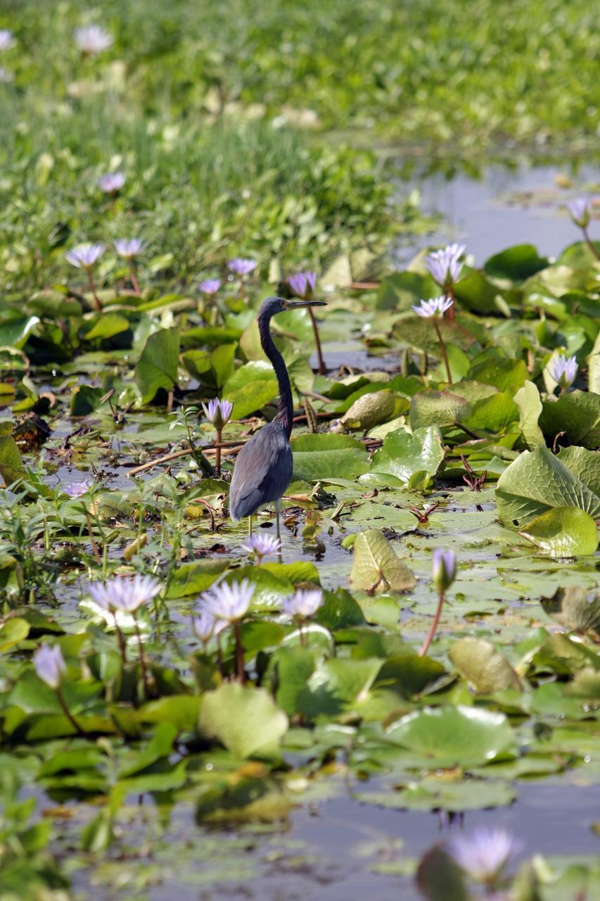 CAPE CANAVERAL, Fla. -  A great blue heron stands watch among a pond of water lilies on NASA's Kennedy Space Center in Florida.  It is one of 310 species of birds that inhabit the National Merritt Island Wildlife Refuge, which shares a boundary with Kennedy.  The marshes and open water of the refuge also provide wintering areas for 23 species of migratory waterfowl, as well as a year-round home for great blue herons, great egrets, wood storks, cormorants, brown pelicans and other species of marsh and shore birds. Photo credit: NASA/Dimitri Gerondidakis
