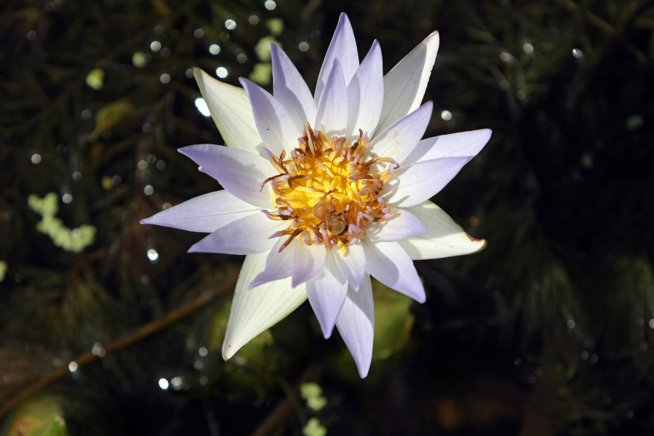CAPE CANAVERAL, Fla. -   A water lily stretches above the water in a canal on NASA's Kennedy Space Center in Florida.  The center shares a boundary with the Merritt Island Wildlife Nature Refuge, consisting of 140,000 acres. The Refuge provides a wide variety of habitats: coastal dunes, saltwater estuaries and marshes, freshwater impoundments, scrub, pine flatwoods, and hardwood hammocks that provide habitat for more than 1,500 species of plants and animals. Photo credit: NASA/Dimitri Gerondidakis