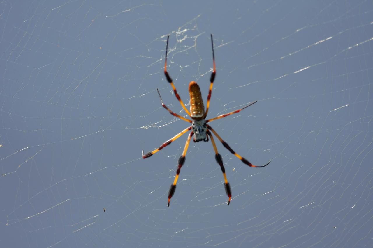 CAPE CANAVERAL, Fla. -   On the grounds of Kennedy Space Center, a female Golden-Silk Spider repairs its web. The female can be identified by its brownish-green abdomen with a white spotted irregular pattern. The golden-silk spider repairs the webbing each day, replacing half but never the whole web at one time. Its web may measure two to three feet across. The center shares a boundary with the Merritt Island Wildlife Nature Refuge, consisting of 140,000 acres. The Refuge provides a wide variety of habitats: coastal dunes, saltwater estuaries and marshes, freshwater impoundments, scrub, pine flatwoods, and hardwood hammocks that provide habitat for more than 1,500 species of plants and animals. Photo credit: NASA/Dimitri Gerondidakis