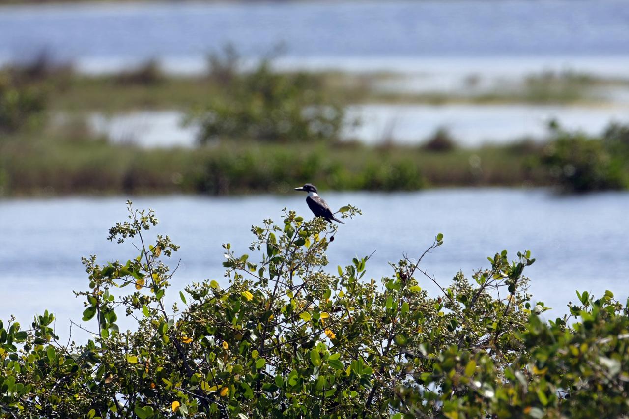 CAPE CANAVERAL, Fla. -   A belted kingfisher perches on a shrub branch in an area of NASA's Kennedy Space Center in Florida.  It is one of 310 species of birds that inhabit the National Merritt Island Wildlife Refuge, which shares a boundary with Kennedy.  The marshes and open water of the refuge also provide wintering areas for 23 species of migratory waterfowl, as well as a year-round home for great blue herons, great egrets, wood storks, cormorants, brown pelicans and other species of marsh and shore birds. Photo credit: NASA/Dimitri Gerondidakis