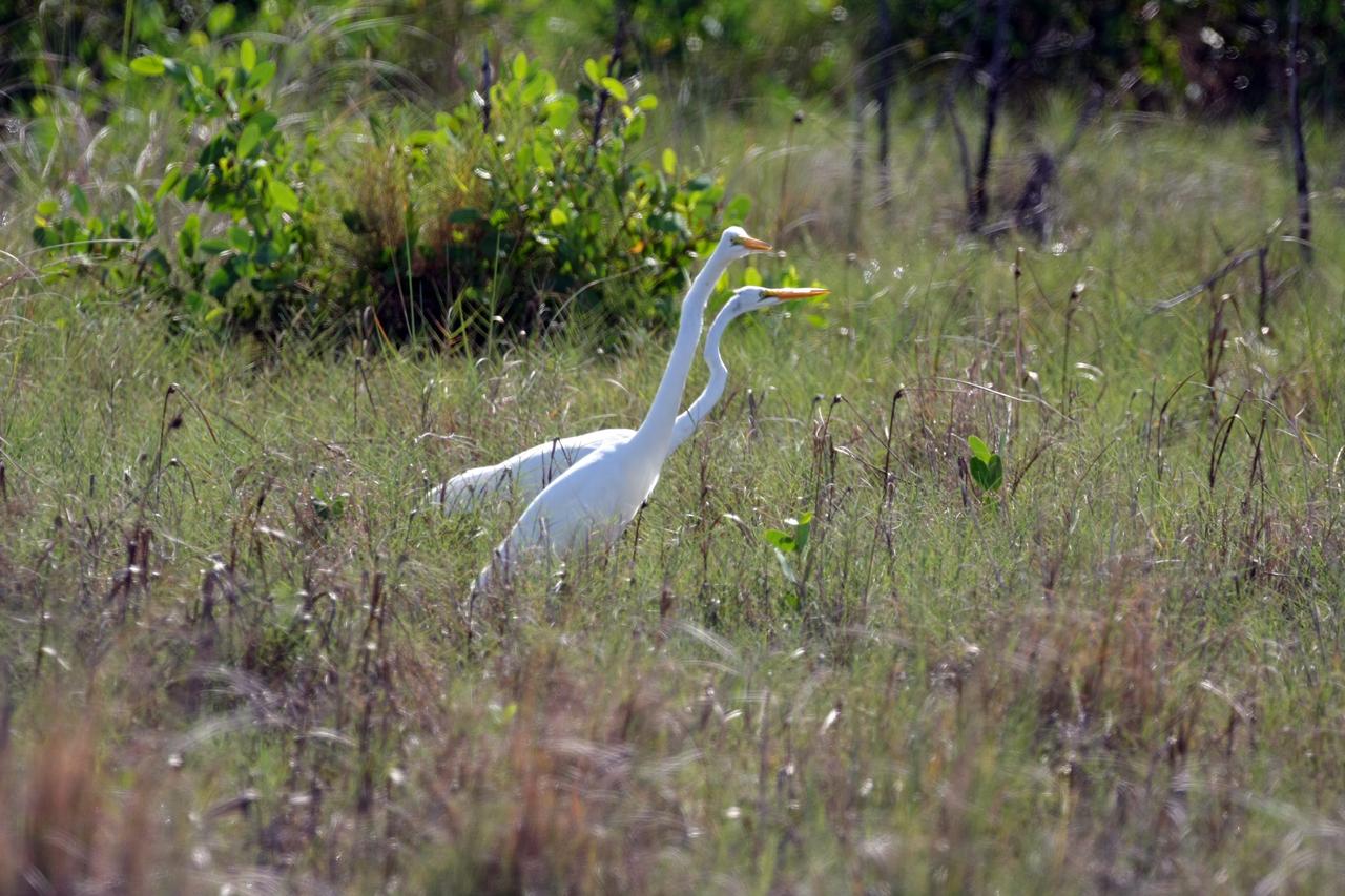 CAPE CANAVERAL, Fla. -   Great white egrets stride through the tall grass in an area of NASA's Kennedy Space Center in Florida.  It is one of 310 species of birds that inhabit the National Merritt Island Wildlife Refuge, which shares a boundary with Kennedy.  The marshes and open water of the refuge also provide wintering areas for 23 species of migratory waterfowl, as well as a year-round home for great blue herons, great egrets, wood storks, cormorants, brown pelicans and other species of marsh and shore birds. Photo credit: NASA/Dimitri Gerondidakis