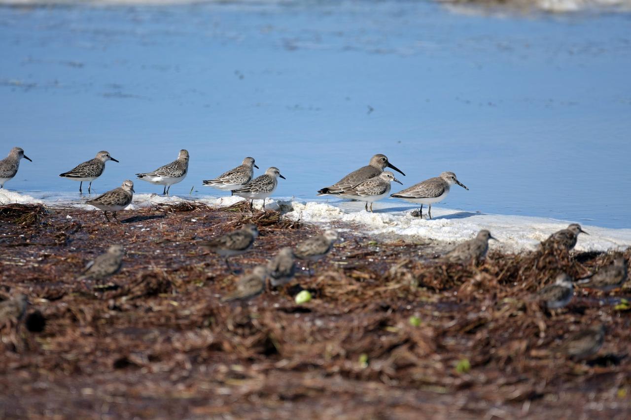 CAPE CANAVERAL, Fla. -   A line of spotted sandpipers gather along the water's edge on NASA's Kennedy Space Center in Florida.  It is one of 310 species of birds that inhabit the National Merritt Island Wildlife Refuge, which shares a boundary with Kennedy.  The marshes and open water of the refuge also provide wintering areas for 23 species of migratory waterfowl, as well as a year-round home for great blue herons, great egrets, wood storks, cormorants, brown pelicans and other species of marsh and shore birds. Photo credit: NASA/Dimitri Gerondidakis