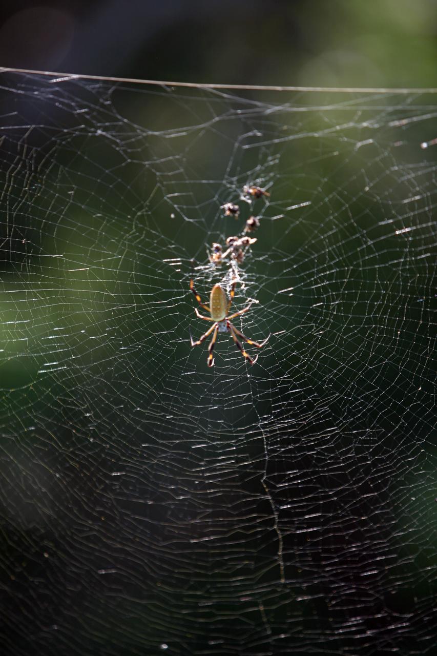 CAPE CANAVERAL, Fla. -  On the grounds of Kennedy Space Center, a female Golden-Silk Spider repairs its web. The female can be identified by its brownish-green abdomen with a white spotted irregular pattern. The golden-silk spider repairs the webbing each day, replacing half but never the whole web at one time. Its web may measure two to three feet across. The center shares a boundary with the Merritt Island Wildlife Nature Refuge, consisting of 140,000 acres. The Refuge provides a wide variety of habitats: coastal dunes, saltwater estuaries and marshes, freshwater impoundments, scrub, pine flatwoods, and hardwood hammocks that provide habitat for more than 1,500 species of plants and animals. Photo credit: NASA/Dimitri Gerondidakis