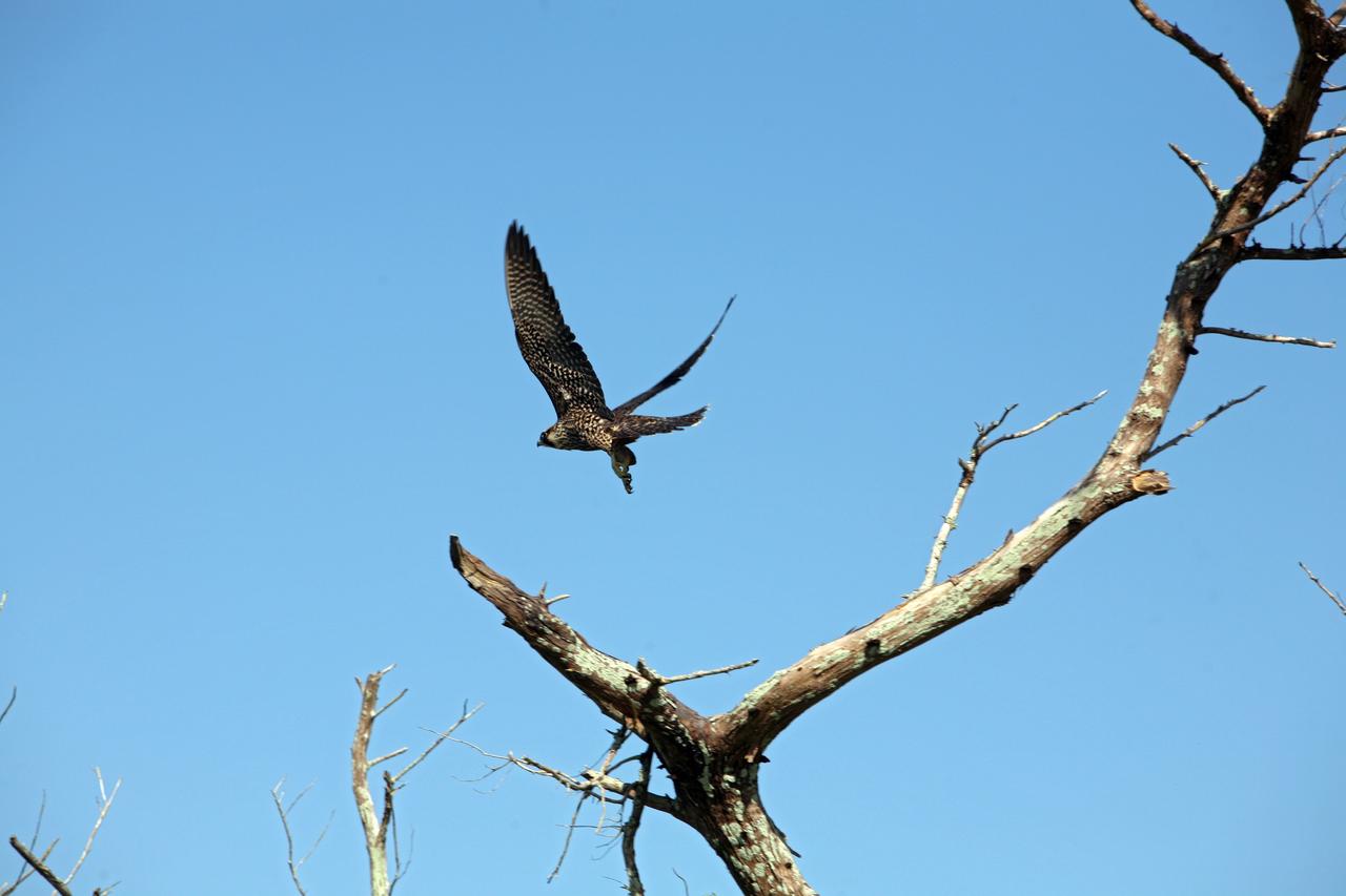 CAPE CANAVERAL, Fla. -   What appears to be a juvenile red-tailed hawk takes off from its perch in a dead tree in an area of NASA's Kennedy Space Center in Florida.  It is one of 310 species of birds that inhabit the National Merritt Island Wildlife Refuge, which shares a boundary with Kennedy.  The marshes and open water of the refuge also provide wintering areas for 23 species of migratory waterfowl, as well as a year-round home for great blue herons, great egrets, wood storks, cormorants, brown pelicans and other species of marsh and shore birds.  Photo credit: NASA/Dimitri Gerondidakis