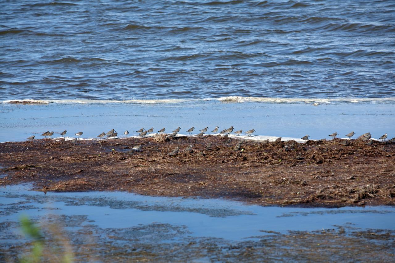 CAPE CANAVERAL, Fla. -   A line of spotted sandpipers gather along the water's edge on NASA's Kennedy Space Center in Florida.  It is one of 310 species of birds that inhabit the National Merritt Island Wildlife Refuge, which shares a boundary with Kennedy.  The marshes and open water of the refuge also provide wintering areas for 23 species of migratory waterfowl, as well as a year-round home for great blue herons, great egrets, wood storks, cormorants, brown pelicans and other species of marsh and shore birds. Photo credit: NASA/Dimitri Gerondidakis