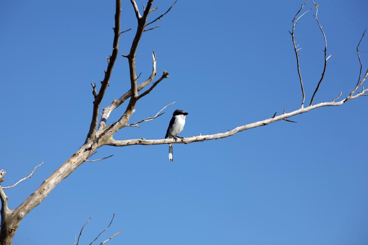 CAPE CANAVERAL, Fla. -   A belted kingfisher perches on a shrub branch in an area of NASA's Kennedy Space Center in Florida.  It is one of 310 species of birds that inhabit the National Merritt Island Wildlife Refuge, which shares a boundary with Kennedy.  The marshes and open water of the refuge also provide wintering areas for 23 species of migratory waterfowl, as well as a year-round home for great blue herons, great egrets, wood storks, cormorants, brown pelicans and other species of marsh and shore birds. Photo credit: NASA/Dimitri Gerondidakis