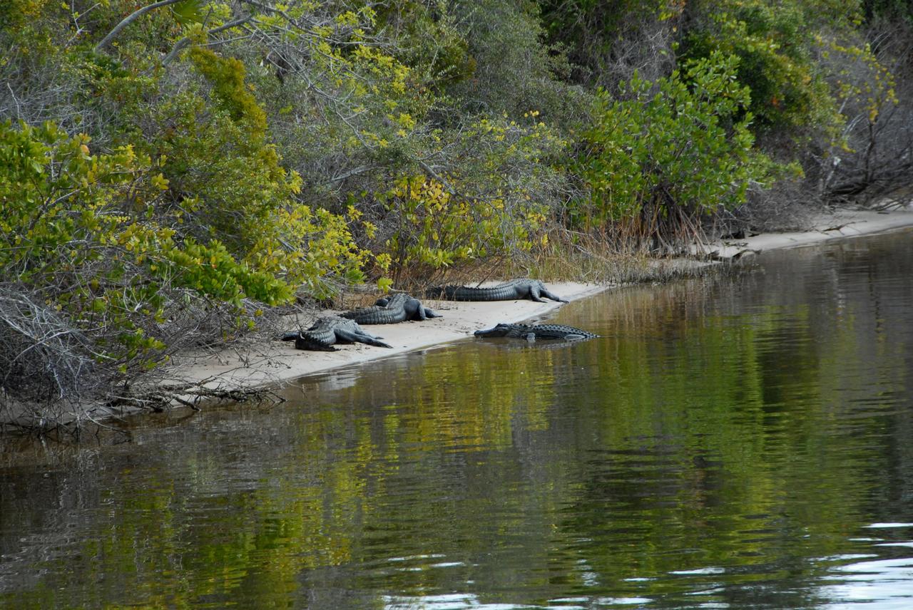 CAPE CANAVERAL, Fla. --   Alligators bask in the warm sun on the banks of the Launch Complex 39 turn basin at NASA's Kennedy Space Center in Florida.  Cool weather frequently brings the gators out of the water.  A protected species, alligators can be spotted in the drainage canals and other waters surrounding Kennedy.  The center shares a boundary with the Merritt Island Wildlife Nature Refuge, which is a habitat for more than 310 species of birds, 25 mammals, 117 fishes and 65 amphibians and reptiles. Photo credit: NASA/Jack Pfaller