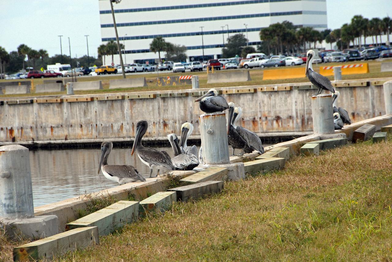 CAPE CANAVERAL, Fla. --   Brown pelicans gather on the wharf of the Launch Complex 39 turn basin at NASA's Kennedy Space Center in Florida.  The brown pelican is found along ocean shores and not on inland lakes. It is the only dark pelican, and also the only one that plunges from the air into the water to catch its food.  It ranges along the Atlantic Coast from North Carolina south to Venezuela; on the Pacific Coast from British Columbia to Chile.  Brown pelicans are a common sight at Kennedy. The center shares a boundary with the Merritt Island Wildlife Nature Refuge, which is a habitat for more than 310 species of birds, 25 mammals, 117 fishes and 65 amphibians and reptiles.  Photo credit: NASA/Jack Pfaller