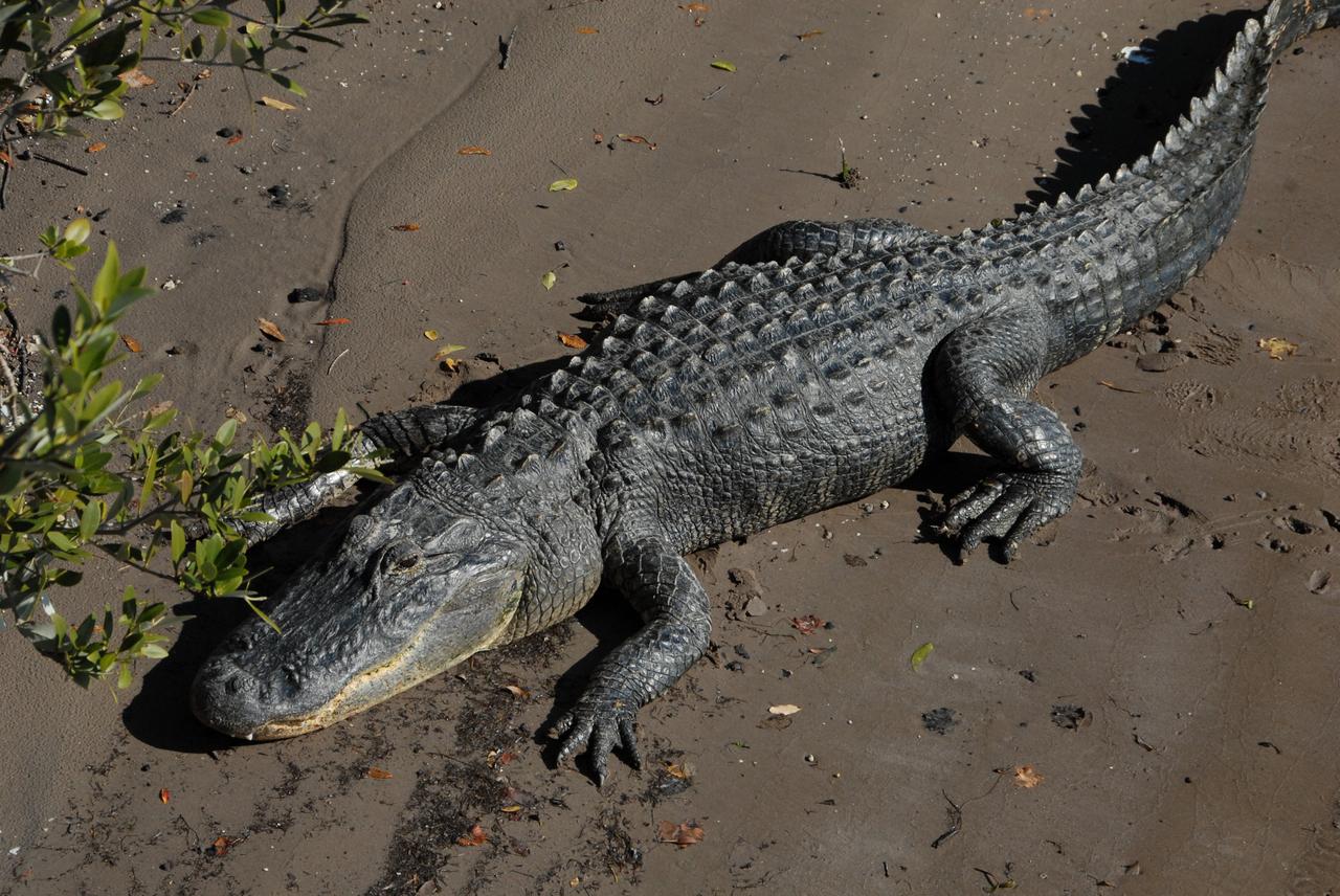 CAPE CANAVERAL, Fla. -- An alligator basks in the sun on the bank of the Banana River near NASA's Kennedy Space Center in Florida. It is witness to the passage of the Pegasus barge through the Banana River toward the turn basin near the Vehicle Assembly Building, or VAB, at NASA's Kennedy Space Center in Florida. Pegasus, carrying external tank 130, arrived in Florida after an ocean voyage towed by a solid rocket booster retrieval ship from NASA's Michoud Assembly Facility near New Orleans. After the Pegasus docks, the fuel tank will be offloaded and transported to the VAB. External tank 130 is the one designated for space shuttle Endeavour on the STS-127 mission targeted for launch on May 15. Photo credit: NASA/Troy Cryder