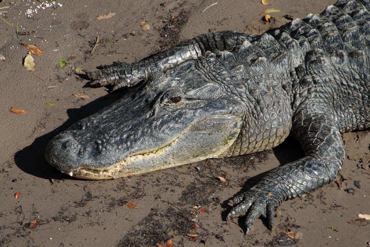 CAPE CANAVERAL, Fla. -- An alligator basks in the sun on the bank of the Banana River near NASA's Kennedy Space Center in Florida. It is witness to the passage of the Pegasus barge through the Banana River toward the turn basin near the Vehicle Assembly Building, or VAB, at NASA's Kennedy Space Center in Florida. Pegasus, carrying external tank 130, arrived in Florida after an ocean voyage towed by a solid rocket booster retrieval ship from NASA's Michoud Assembly Facility near New Orleans. After the Pegasus docks, the fuel tank will be offloaded and transported to the VAB. External tank 130 is the one designated for space shuttle Endeavour on the STS-127 mission targeted for launch on May 15. Photo credit: NASA/Troy Cryder
