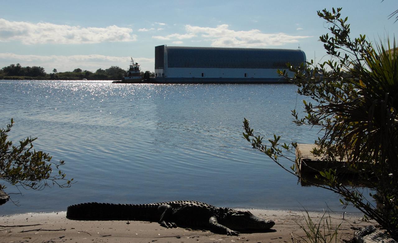 CAPE CANAVERAL, Fla. -- An alligator basks in the sun on the bank of the Banana River near NASA's Kennedy Space Center in Florida while the Pegasus barge passes by with its cargo of external tank 130. Pegasus arrived in Florida after an ocean voyage towed by a solid rocket booster retrieval ship from NASA's Michoud Assembly Facility near New Orleans. It is being towed to the turn basin near the Vehicle Assembly Building, or VAB, at Kennedy. After the Pegasus docks, the fuel tank will be offloaded and transported to the VAB. External tank 130 is the one designated for space shuttle Endeavour on the STS-127 mission targeted for launch on May 15. Photo credit: NASA/Troy Cryder