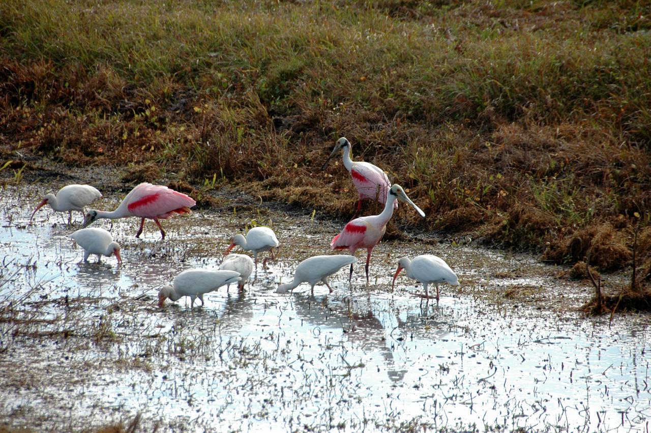 CAPE CANAVERAL, Fla. -- Roseate spoonbills and white ibis search the water for food at NASA's Kennedy Space Center in Florida. The center shares a boundary with the Merritt Island National Wildlife Refuge that includes salt-water estuaries, brackish marshes, hardwood hammocks and pine flatwoods. The diverse landscape provides habitat for more than 310 species of birds, 25 mammals, 117 fishes and 65 amphibians and reptiles. Photo credit: NASA/Tim Jacobs