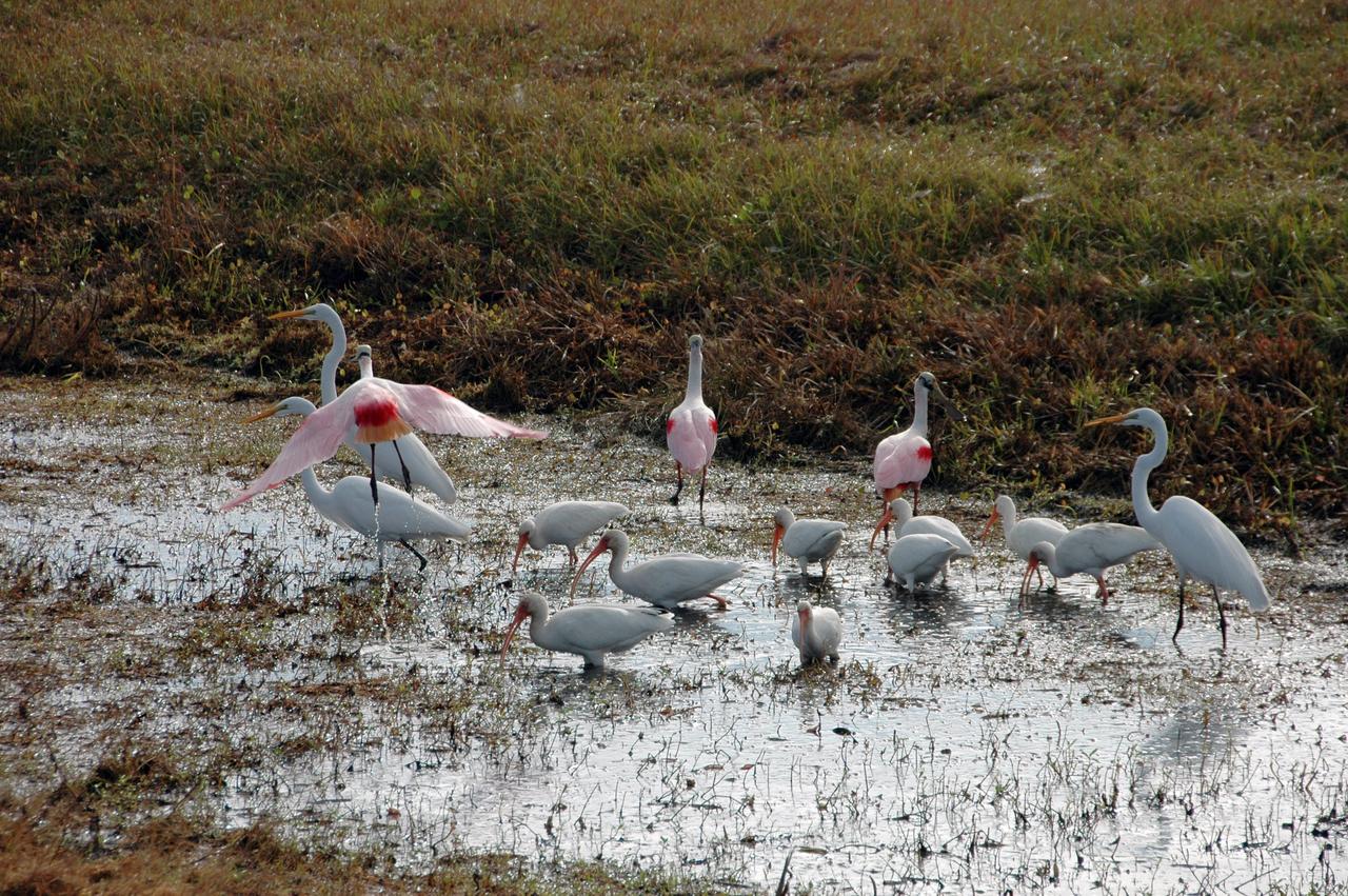 CAPE CANAVERAL, Fla. -- Great white herons, roseate spoonbills and white ibis search the water for food at NASA's Kennedy Space Center in Florida.  The center shares a boundary with the Merritt Island National Wildlife Refuge that includes salt-water estuaries, brackish marshes, hardwood hammocks and pine flatwoods.  The diverse landscape provides habitat for more than 310 species of birds, 25 mammals, 117 fishes and 65 amphibians and reptiles.  Photo credit: NASA/Tim Jacobs