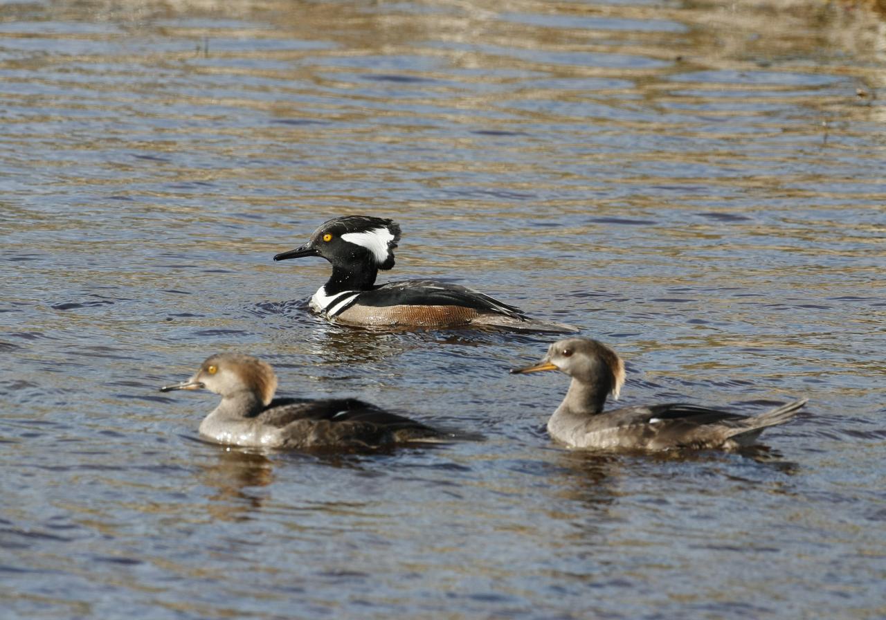 CAPE CANAVERAL, Fla. –  Near NASA's Kennedy Space Center in Florida, on a pond in the Merritt island National Wildlife Refuge, a male hooded Merganser duck swims with two females. Their habitat includes wooded ponds, lakes and rivers.  They are most often seen along rivers and estuaries during the fall and winter.  They feed chiefly on small fish, which they pursue in long, rapid, underwater dives, and also frogs and aquatic insects. The center shares a boundary with the refuge that includes salt-water estuaries, brackish marshes, hardwood hammocks and pine flatwoods.  The diverse landscape provides habitat for more than 310 species of birds, 25 mammals, 117 fishes and 65 amphibians and reptiles.   Photo credit: NASA/Jim Grossmann