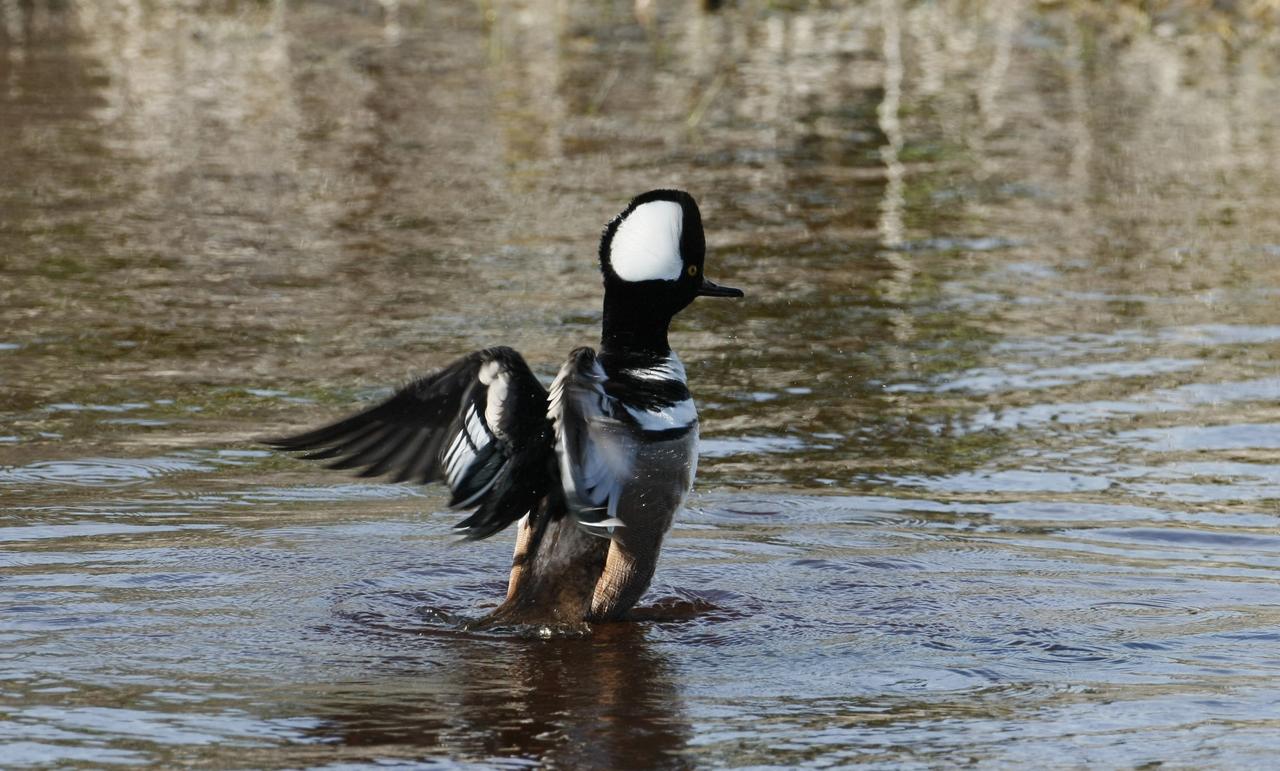 CAPE CANAVERAL, Fla. –   Near NASA's Kennedy Space Center in Florida, on a pond in the Merritt island National Wildlife Refuge, a male hooded Merganser duck stretches its wings.  The Merganser's habitat includes wooded ponds, lakes and rivers.  They are most often seen along rivers and estuaries during the fall and winter.  They feed chiefly on small fish, which they pursue in long, rapid, underwater dives, and also frogs and aquatic insects.  The center shares a boundary with the refuge that includes salt-water estuaries, brackish marshes, hardwood hammocks and pine flatwoods.  The diverse landscape provides habitat for more than 310 species of birds, 25 mammals, 117 fishes and 65 amphibians and reptiles.   Photo credit: NASA/Jim Grossmann