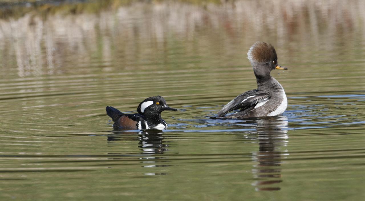 CAPE CANAVERAL, Fla. –   Near NASA's Kennedy Space Center in Florida, on a pond in the Merritt island National Wildlife Refuge, a male hooded Merganser duck swims with a female. The Merganser's habitat includes wooded ponds, lakes and rivers.  They are most often seen along rivers and estuaries during the fall and winter.  They feed chiefly on small fish, which they pursue in long, rapid, underwater dives, and also frogs and aquatic insects. The center shares a boundary with the refuge that includes salt-water estuaries, brackish marshes, hardwood hammocks and pine flatwoods.  The diverse landscape provides habitat for more than 310 species of birds, 25 mammals, 117 fishes and 65 amphibians and reptiles.   Photo credit: NASA/Jim Grossmann