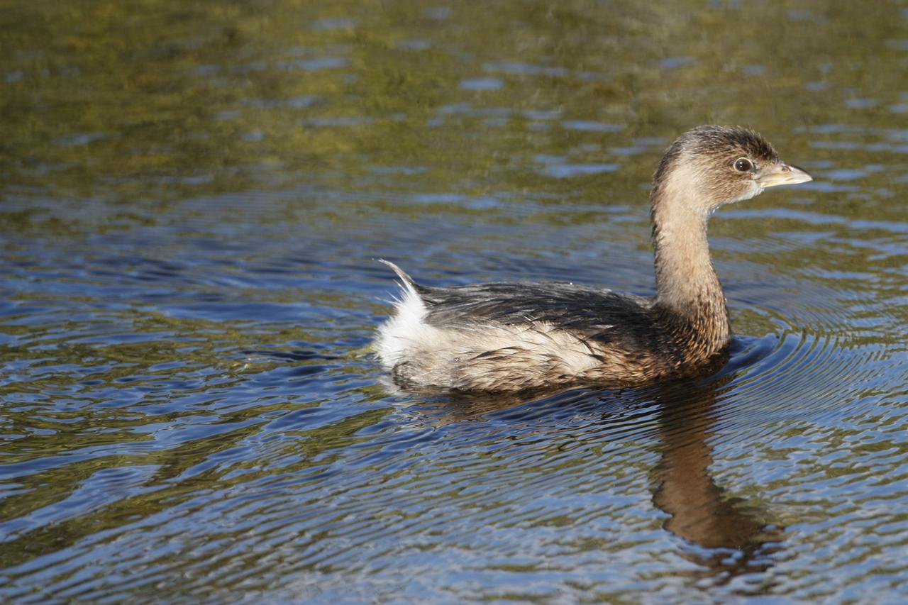 CAPE CANAVERAL, Fla. –   Near NASA's Kennedy Space Center in Florida, a pied-billed Grebe swims on a pond in the Merritt island National Wildlife Refuge.  The normal black band on its bill is lacking in winter.  The most common grebe in eastern North America, the pied-billed Grebe inhabits marshes and ponds, eating small fish, crustaceans, especially crayfish, and aquatic insects.   The center shares a boundary with the refuge that includes salt-water estuaries, brackish marshes, hardwood hammocks and pine flatwoods.  The diverse landscape provides habitat for more than 310 species of birds, 25 mammals, 117 fishes and 65 amphibians and reptiles.   Photo credit: NASA/Jim Grossmann