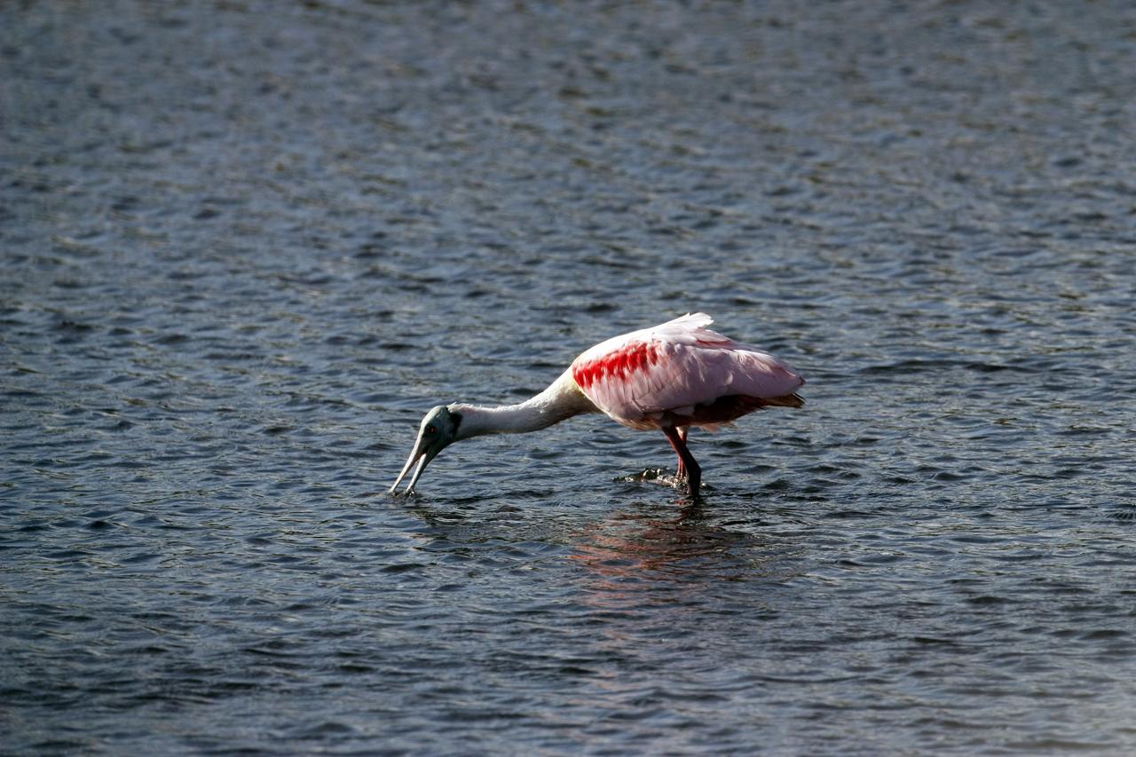 CAPE CANAVERAL, Fla. – A roseate spoonbill is feeding on a pond in the Merritt island National Wildlife Refuge, which borders NASA's Kennedy Space Center in Florida. Spoonbills inhabit areas of mangroves such as on the coasts of southern Florida and Texas. These birds feed on shrimp and fish in the shallow water, sweeping their bills from side to side. The center shares a boundary with the refuge that includes salt-water estuaries, brackish marshes, hardwood hammocks and pine flatwoods. The diverse landscape provides habitat for more than 310 species of birds, 25 mammals, 117 fishes and 65 amphibians and reptiles. Photo credit: NASA/Jim Grossmann
