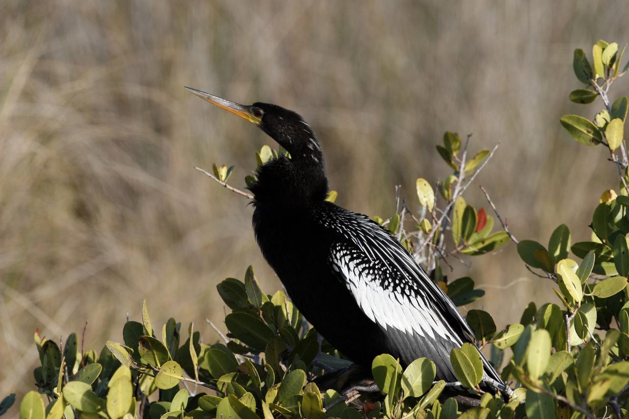 CAPE CANAVERAL, Fla. –  A male Anhinga perches in a shrub in the Merritt island National Wildlife Refuge, which borders NASA's Kennedy Space Center in Florida.  Anhingas inhabit freshwater ponds and swamps with thick vegetation. They range from the Atlantic and Gulf coasts from North Carolina to Texas, the Mississippi Valley north to Arkansas and Tennessee, and south to southern South America. They are also referred to as snakebirds because their body is submerged when swimming, showing only the head and long, slender neck above water.  The center shares a boundary with the refuge that includes salt-water estuaries, brackish marshes, hardwood hammocks and pine flatwoods.  The diverse landscape provides habitat for more than 310 species of birds, 25 mammals, 117 fishes and 65 amphibians and reptiles.   Photo credit: NASA/Jim Grossmann