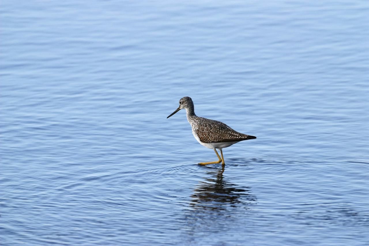 CAPE CANAVERAL, Fla. – A yellowleg sandpiper wades in the shallow water of a pond in the Merritt island National Wildlife Refuge, which borders NASA's Kennedy Space Center in Florida. They range through Alaska and Canada, wintering from the southern U.S. to southern South America. They inhabit marshy ponds, lake and river shores and mud flats. The center shares a boundary with the refuge that includes salt-water estuaries, brackish marshes, hardwood hammocks and pine flatwoods. The diverse landscape provides habitat for more than 310 species of birds, 25 mammals, 117 fishes and 65 amphibians and reptiles. Photo credit: NASA/Jim Grossmann