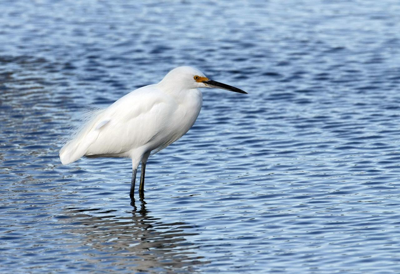 CAPE CANAVERAL, Fla. –   A snowy egret stands in the shallow water of a pond in the Merritt island National Wildlife Refuge, which borders NASA's Kennedy Space Center in Florida.   A type of heron, the snowy egret inhabits salt marshes, ponds, rice fields and shallow coastal bays ranging from Maine to southern South America on the east coast. It can also be found in California and Oklahoma to the Gulf of Mexico. The center shares a boundary with the refuge that includes salt-water estuaries, brackish marshes, hardwood hammocks and pine flatwoods.  The diverse landscape provides habitat for more than 310 species of birds, 25 mammals, 117 fishes and 65 amphibians and reptiles.   Photo credit: NASA/Jim Grossmann
