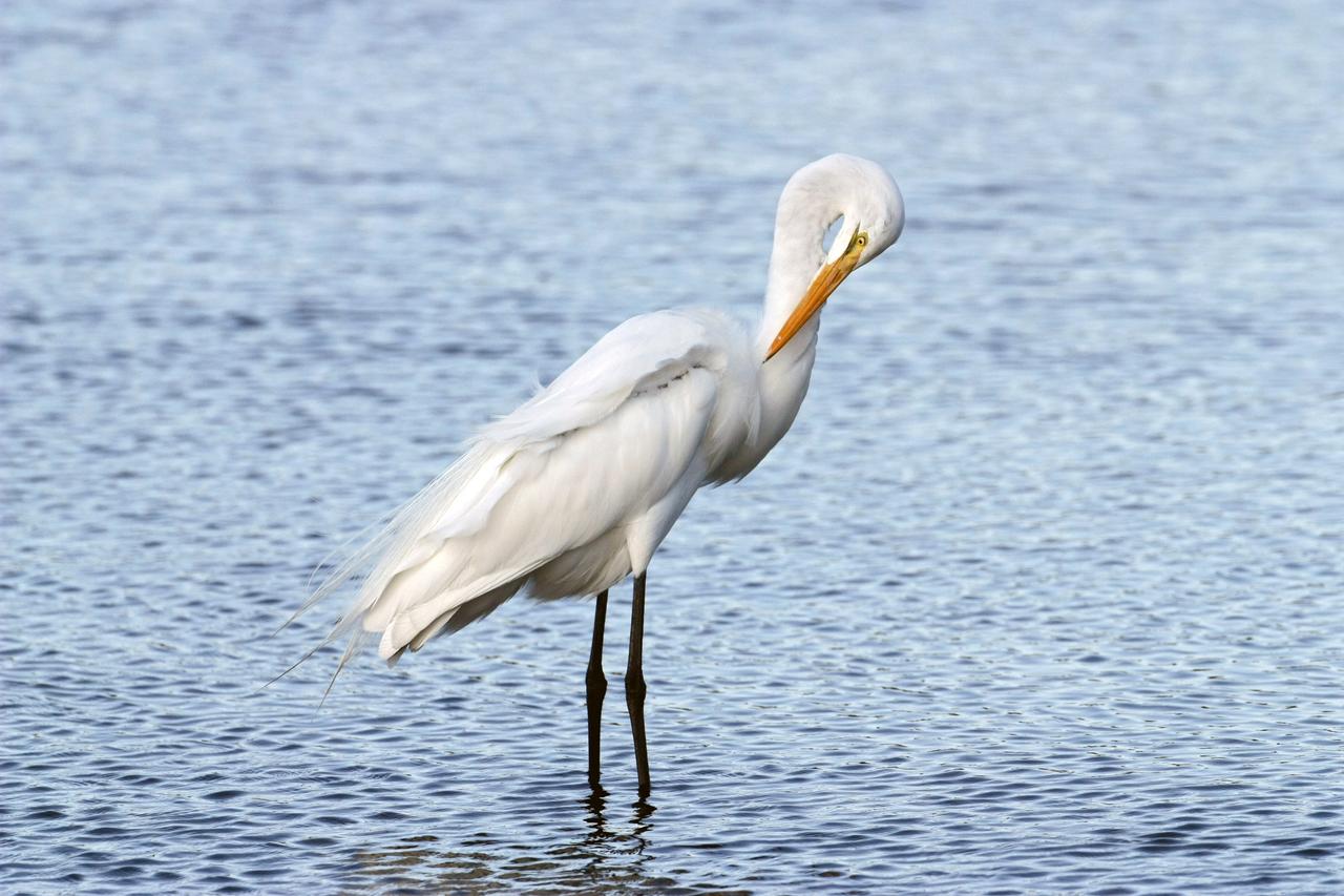 CAPE CANAVERAL, Fla. –   A great egret preens its feathers while standing in the shallow water of a pond in the Merritt island National Wildlife Refuge, which borders NASA's Kennedy Space Center in Florida.  The breed feeds alone, stalking fish, frogs, snakes and crayfish in shallow water.  They inhabit freshwater and salt marshes, marshy ponds and tidal flats.  The center shares a boundary with the refuge that includes salt-water estuaries, brackish marshes, hardwood hammocks and pine flatwoods.  The diverse landscape provides habitat for more than 310 species of birds, 25 mammals, 117 fishes and 65 amphibians and reptiles.   Photo credit: NASA/Jim Grossmann