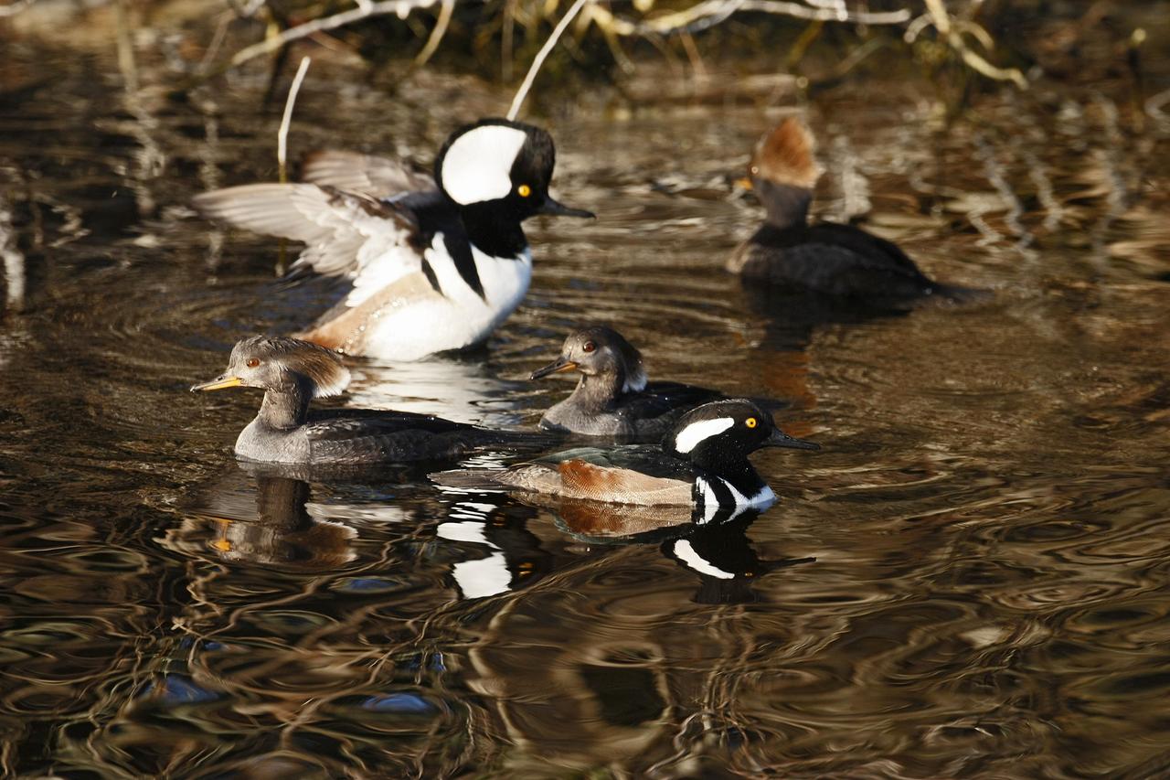 CAPE CANAVERAL, Fla. –  Hooded Merganser ducks swim on a pond in the Merritt island National Wildlife Refuge, which borders NASA's Kennedy Space Center in Florida.  Their habitat includes wooded ponds, lakes and rivers.  They are most often seen along rivers and estuaries during the fall and winter.  They feed chiefly on small fish, which they pursue in long, rapid, underwater dives, and also frogs and aquatic insects. The center shares a boundary with the refuge that includes salt-water estuaries, brackish marshes, hardwood hammocks and pine flatwoods.  The diverse landscape provides habitat for more than 310 species of birds, 25 mammals, 117 fishes and 65 amphibians and reptiles.   Photo credit: NASA/Jim Grossmann