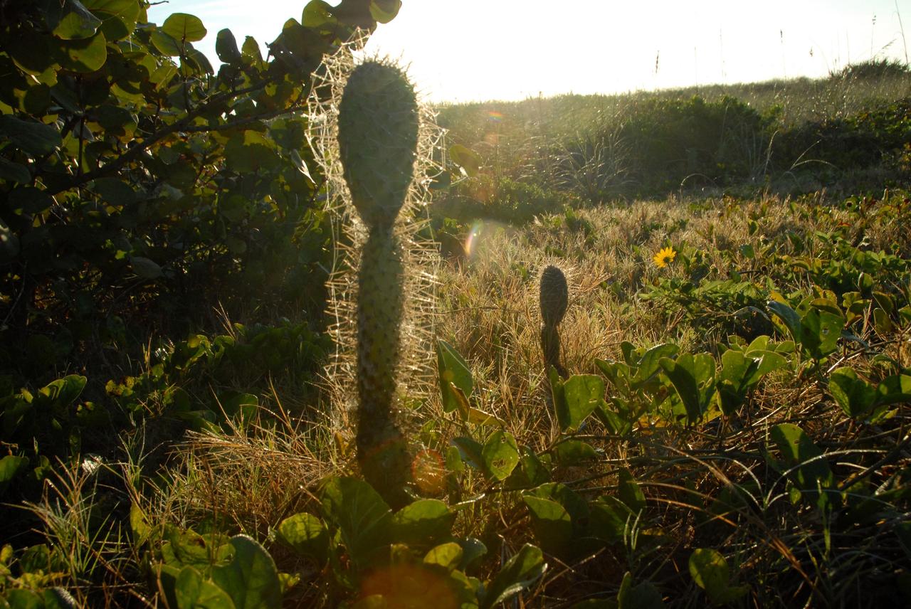 CAPE CANAVERAL, Fla. -- Morning light sculpts a cactus on the roadside at NASA's Kennedy Space Center in Florida. The center shares a boundary with the Merritt Island National Wildlife Refuge that includes salt-water estuaries, brackish marshes, hardwood hammocks and pine flatwoods. The diverse landscape provides habitat for more than 310 species of birds, 25 mammals, 117 fishes and 65 amphibians and reptiles. Photo credit: NASA/Jack Pfaller