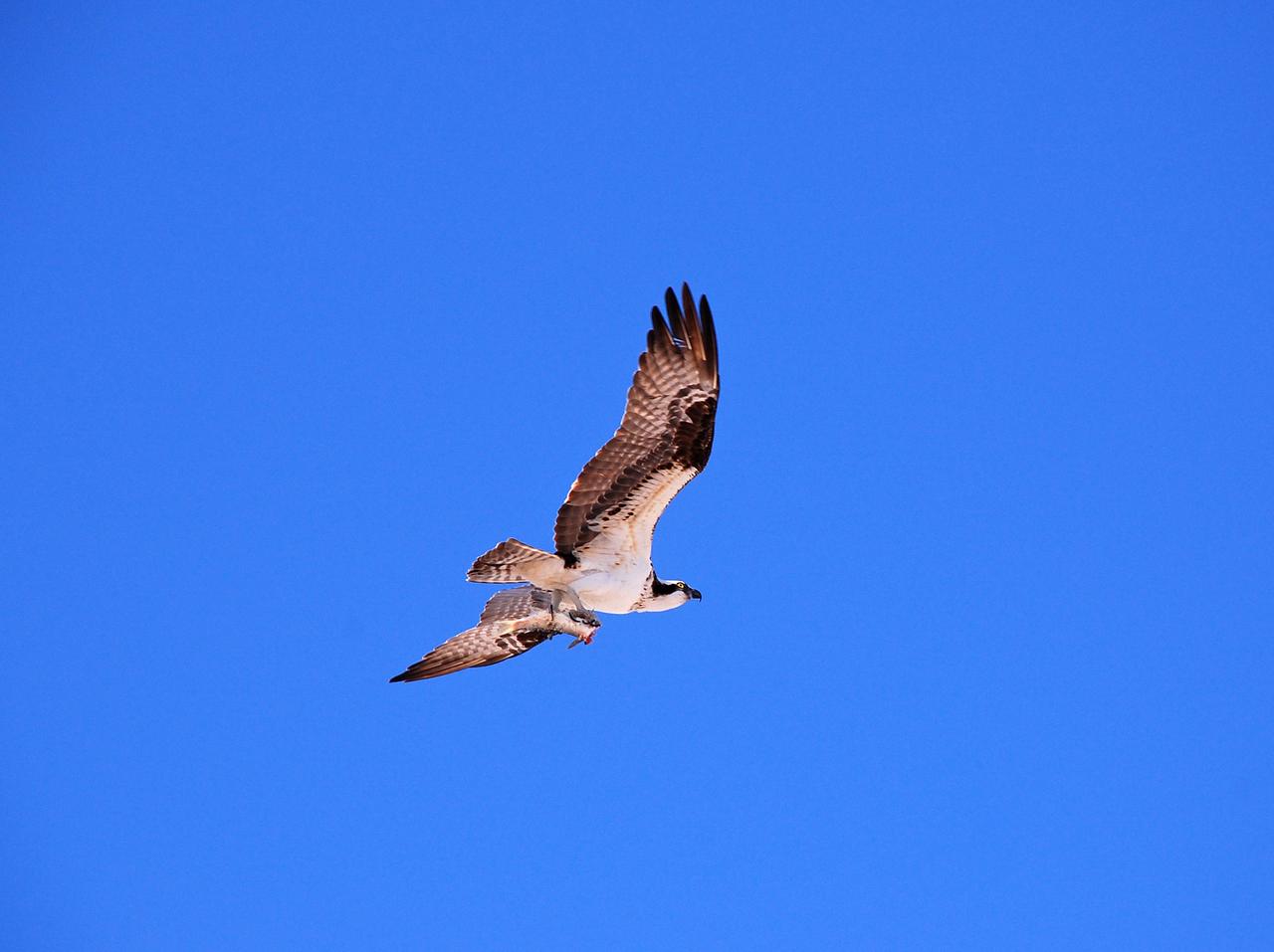 CAPE CANAVERAL, Fla. –   An osprey carries its food in its talons as it flies to its nest near the NASA News Center at NASA's Kennedy Space Center in Florida. The osprey, also called fish hawk, is well adapted for capturing fish, which make up its entire diet.  The soles of the birds' feet are equipped with sharp, spiny projections that give the bird a firm grip on its slippery prey.  Nests of ospreys are bulky masses of sticks and debris placed in a tree, on rocks, flat ground or telephone poles.  Many nests exist around the Launch Complex 39 Area at the center. The bird is one of more than 500 species of birds that co-exist at the center and the surrounding Merritt Island National Wildlife Refuge.  Photo credit: NASA/Ben Smelgelsky