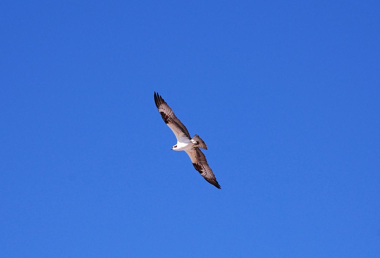 CAPE CANAVERAL, Fla. –   An osprey flies high near the NASA News Center at NASA's Kennedy Space Center in Florida returning to its nest nearby. The osprey, also called fish hawk, is well adapted for capturing fish, which make up its entire diet.  The soles of the birds' feet are equipped with sharp, spiny projections that give the bird a firm grip on its slippery prey.  Nests of ospreys are bulky masses of sticks and debris placed in a tree, on rocks, flat ground or telephone poles.  Many nests exist around the Launch Complex 39 Area at the center. The bird is one of more than 500 species of birds that co-exist at the center and the surrounding Merritt Island National Wildlife Refuge.  Photo credit: NASA/Ben Smelgelsky