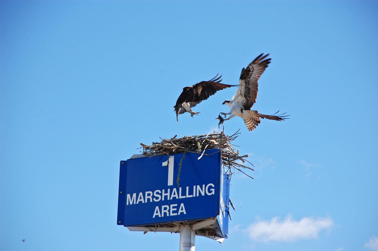 CAPE CANAVERAL, Fla. –   A pair of ospreys perform an aerial dance around their nest near the NASA News Center at NASA's Kennedy Space Center in Florida.  The bird at right is carrying a fish in its talons, the sole source of its diet. The osprey, also called fish hawk, is well adapted for capturing fish, which make up its entire diet.  The soles of the birds' feet are equipped with sharp, spiny projections that give the bird a firm grip on its slippery prey.  Nests of ospreys are bulky masses of sticks and debris placed in a tree, on rocks, flat ground or telephone poles.  Many nests exist around the Launch Complex 39 Area at the center. The bird is one of more than 500 species of birds that co-exist at the center and the surrounding Merritt Island National Wildlife Refuge.  Photo credit: NASA/Ben Smelgelsky
