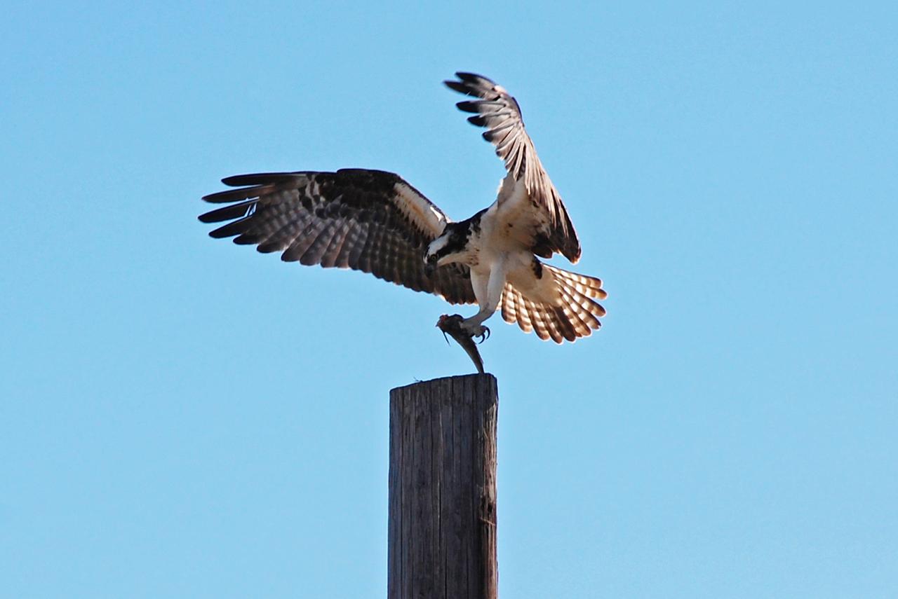 CAPE CANAVERAL, Fla. –   Near the NASA News Center at NASA's Kennedy Space Center in Florida, the osprey prepares to land on a pole with its meal in its talons. The osprey, also called fish hawk, is well adapted for capturing fish, which make up its entire diet.  The soles of the birds' feet are equipped with sharp, spiny projections that give the bird a firm grip on its slippery prey.  Nests of ospreys are bulky masses of sticks and debris placed in a tree, on rocks, flat ground or telephone poles.  Many nests exist around the Launch Complex 39 Area at the center. The bird is one of more than 500 species of birds that co-exist at the center and the surrounding Merritt Island National Wildlife Refuge.  Photo credit: NASA/Ben Smelgelsky