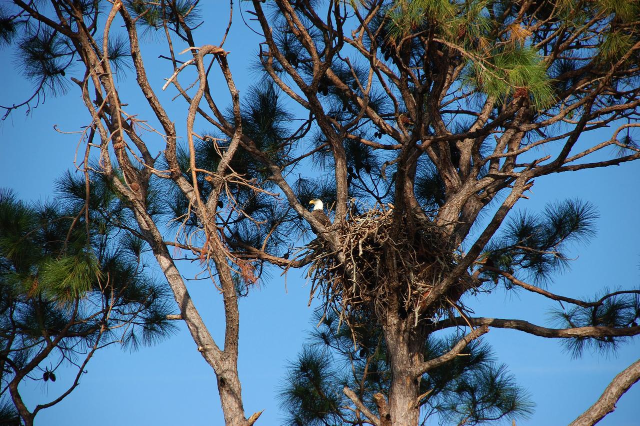 CAPE CANAVERAL, Fla. – A bald eagle appears to keep watch in its nest near the top of a pine tree near the Shuttle Landing Facility at NASA's Kennedy Space Center in Florida.  There are a dozen eagle nests within Kennedy and in the surrounding Merritt Island National Wildlife Refuge. Bald eagles use a specific territory for nesting (they mate for life), winter feeding or a year-round residence. Its natural domain is from Alaska to Baja, California, and from Maine to Florida. The Merritt Island Refuge also includes several wading bird rookeries, many osprey nests, up to 400 manatees during the spring, and approximately 2,500 Florida scrub jays.  It also is a major wintering area for migratory birds. More than 500 species of wildlife inhabit the refuge, with 15 considered federally threatened or endangered.  Photo credit: NASA/Ben Smegelsky